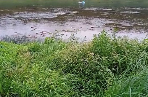 Инспекторы Росприроднадзора по СЗФО осмотрели реку Мста по обращению граждан